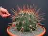 Ferocactus emoryi subsp. Rectispinus je velmi zajímavý kaktus pocházející z Mexika, který má vzpřímené, kulovité tělo s hrbolky. U starších kaktusů se kulovité tělo postupně mění na válcovité a hrbolky tvoří 13-24 žeber. Z jednotlivých hrbolků vybíhá jeden výrazný, centrální, nezahnutý, 9-13 cm dlouhý trn a kolem 5-9 kratších, radiálních trnů. Trny jsou bílé nebo červené barvy. Krásný velký květ 5-8 cm v průměru, světle žlutý se mění na plody jasně žluté, se suchým květem na vrcholu, připomínající miniaturní ananasy.
Balení obsahuje 15 semen za 20 kč.
Semena – nesoeeds
