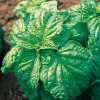 Bazalka Mammuth (Ocimum basilicum) je velmi oblíbená bylina výnosné odrůdy pocházející z Indie s výrazným specifickým aroma. Tato rostlina je charakteristická hojným počtem listů a její list je největší ze všech odrůd bazalek. Bazalka pro své vlastnosti najde uplatnění hlavně v kuchyni, kde se používá jak čerstvá tak i sušená.
   Balení obsahuje 200 semen za 13 kč .
Semena - neoseeds
