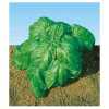Bazalka Foglia Di Lattuga (Ocymum basilicum) nebo též „bazalka- listový salát“ je vzpřímená aromatická bylina s velkými zvrásněnými světle zelenými listy, jak sám název napovídá připomínající listy salátu, s vegetační dobou 75 – 80 dnů, dorůstající výšky 30 až 40 cm, vyšlechtěná především pro pěstování na balkonech a terasách.
Je nezbytnou součástí  italských, ale i jiných pokrmů, ideální především pro přípravu tradičního pesta. Skvělá pro skladování a sušení.
  Balení obsahuje 200 semen za 15 kč .
Semena - neoseeds
