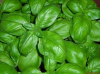 Bazalka Fino Verde-semena 