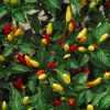 Paprička Chilli Tabasco má stejně jako většina chilli svůj původ v Mexiku. Tato odrůda je známá především tím, že se z ní vyrábí velice oblíbené dochucovadlo pokrmů Tabasco. Svou pálivostí 30 000 až 50 000 SHU se řadí mezi středně pálivé. Používají se do omáček, polévek, k masu aj. Také jsou výborné jako přísada do nakládané zeleniny.Sada obsahuje 10 semen za 25- Kč.
V naší nabídce chilli paprik i sladkých paprik najdete rozmanité druhy , tvary a barvy …černá , bílá, žlutá ,červená ,oranžová , hnědá ,bílá , modrá , fialová cca 99 druhů.
Semena - neoseeds

