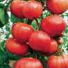 
Nabízíme k prodeji rajče  Climbing Trip L Crop:
Rajče Climbing Trip L Crop (Solanum lycopersicum) nebo také Italian tree tomato je vysoce produktivní odrůda se silnými růstovými vlastnostmi, která plodí karmínově červená rajčata jejichž výhodou je jemná dužina s přepážkami a s málo semeny. Výborně se hodí také ke konzervování.Sada obsahuje 10 semen za 16,- Kč.
Semena - neoseeds
