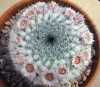  Mammillaria chionocephala pocházející z centrálního Mexika je atraktivní kaktus tvaru koule, obvykle v horní části zploštělý a pokrytý sněhobílými chomáčky připomínajícími vlnu, tak, že jsou viditelné pouze špičky jeho hrbolků. Vlnu – „cefálium“ produkují mladé rostliny od doby, kdy začnou kvést. Z hrbolků vystupují 2-4 centrální trny a 22- 24 radiálních trnů.  Tento kaktus kvete bílými až růžově-červenými květy v kruhu blízko vrcholu a ty se mění na kyjovité, karmínově červené až 1 cm velké plody.
 Balení obsahuje 15 semen za 20 kč.
Semena – neoseeds
