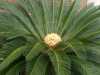Cycas Revoluta (Cykas Japonský) původně pocházející jak sám název napovídá z Japonska, patřící k nejkrásnějším z odrůd cykasů  je dnes pro jeho oblíbenost pěstován po celém světě. Tato dlouhověká rostlina s nízkým dekorativním kmínkem a velice okrasná svými tmavými tuhými hřebenovitými listy je velmi podobná palmám, avšak nepatří do nich. Jde o živoucí fosílii z dob před několika miliony let, která díky neobyčejně atraktivnímu a exotickému vzhledu bude ozdobou zimních zahrad a interiérů. V létě jí prospívá letnění na zahradě či na balkóně.
 Balení obsahuje 1 semeno za 25 kč . 
Semena - neoseeds
