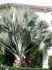 Latania Loddiesii odolná atraktivní palma ,ceněná pro své modro šedé listy,které této palmě dávají efektní vzhled.Svojí teplotní odolností je předurčená pro pěstování v interieru.
  Balení obsahuje 1 semeno za 20 kč . 
Semena - neoseeds
