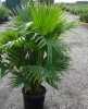 Livistona chinensis (Palma čínská) je velice krásná, nenáročná palma pocházející z Japonska, Taiwanu a ostrovů Jihočínského moře. Široce dlanité, světlezelené listy jejichž konce se obloukovitě stáčejí k zemi dávají palmě charakteristický vzhled a hovorový název „Fontánová palma“.  Zvrásněný, dole rozšířený kmen připomíná sloní nohu. V našich podmínkách se jedná o interiérovou palmu, kterou je možno letnit venku.
  Balení obsahuje 2 naklíčená semena za 15 kč 
Semena – neoseeds
