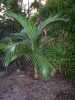 Archontophoenix alexandrae „Ohnivá palma“ pocházející z Austrálie je nádherná, dekorativní, elegantní, poměrně rychle rostoucí, vysoká, štíhlá palma s hladkým zeleným až světlešedým kmen a zpeřenými až 2,5 m dlouhými listy nahoře v koruně, které jsou z vrchní strany jasně zelené, ze spodní šedo-zelené. Pod korunou se tvoří květenství až 70 cm dlouhé bílé nebo smetanové barvy, které se posléze mění na červené plody velikosti hrášku. V našich podmínkách je to interiérová nebo v nádobě přenosná palma.
 Balení obsahuje sazenici vel cca 10 cm první list za 20 kč 
Semena - neoseeds
