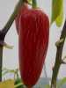 
Nabízíme k prodeji semena chilli Jalapeňo Goliath:
Jalapeňo Goliath F1 (Capsicum annuum) je vynikající chilli paprika pocházející ze Severní Ameriky, která byla vyšlechtěna v nedávné době a od jejího uvedení na trh je stále více a více oblíbenější. Má bílé květy měnící se na tlustostěnné, tmavé, lesklé, až 10 cm dlouhé, kuželovité plody, které je již možné konzumovat už zelené, ve stádiu technické zralosti. Později se barva plodů mění na červenou až červenohnědou. Díky jejím vlastnostem a vynikající chuti připomínající jablka je ideální pro zdobení pokrmů, plnění, grilování, nakládání a podobně. Paprika má vysoké výnosy a silnou odolnost vůči chorobám. Pálivost je okolo 7000 SHU. Sada obsahuje 10 semen za 22,- Kč.
Semena - neoseeds
