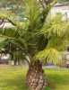 Jubaea Chilensis neboli Chilská palma je krásná, silnokmenná reliéfová a jediná mrazuvzdorná palma, pocházející z Chille, kde roste až do 2000 m n. m. Její mrazuvzdornost je uváděna až do – 15 °C, se zimním zábalem až - 20 °C i více. Od mládí vytváří  palma ztloustlý hladký kmen, ze kterého vyrůstají světle zelené až přes 1 m dlouhé, velmi tvrdé, jakoby kožovité zpeřené listy tvořící bohatou korunu. Na dospělých rostlinách dozrávají jedlé žluté plody o velikosti švestky. Chuťově jsou podobné plodům kokosové palmy. Jubaea Chilensis je pro svoji odolnost vůči chladu stále oblíbenější ozdobou zahrad  v zemích s mírným klimatem. Balení obsahuje 1 naklíčené semeno za 35 Kč.
Semena – neoseeds

