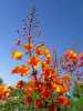 Nabízíme k prodeji semena Caesalpinia Pulcherrima:
Caesalpinia Pulcherrima neboli „Keř rajských ptáků“ je velice exoticky působící, okrasný, rychle rostoucí řídký keř pocházející z jižní Ameriky, kvetoucí nápadnými atraktivními hroznovitými  květenstvími, porostlý střídavými dvakrát sudozpeřenými 20 – 40 cm dlouhými listy. Větve, stonky a řapíky jsou řídce porostlé ostrými trny. Plodem jsou ploché lusky 6 až 12 cm dlouhé, ve zralosti černohnědé, obsahující malá hnědá semena. Tuto dřevinu je možné při dostatku prostoru pěstovat i v bytech.Sada obsahuje 5 semen za 20,- Kč.
Semena - neoseeds