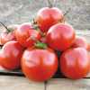 Nabízíme k prodeji semena rajčat Manitoba:
Rajče Manitoba (Lycopersicon esclentum) je keříčková (determinantní) odrůda na které poměrně rychle dozrávají plody, proto se rajčatům Manitoba daří i v chladnějším podnebí, kde je méně teplých dní. Jasně červené plody mají hladkou pokožku a pevnou dužinu s výtečnou osvěžující rajčatovou chutí. Hodí se do salátů, na zeleninové mísy, ale i ke konzervování. Rostliny jsou odolné vůči chorobám rajčat, které způsoují Fusarium a Verticillium. Sada obsahuje 10 semen za 14,- Kč.
Semena - neoseeds

