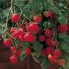 
Nabízíme k prodeji semena rajčat Gartenperle:
Rajčata gartenperle (Lycopersicon esculentum) pocházející z Německa je nenáročný velmi oblíbený převislý druh cherry rajčat ideální pro pěstování v nádobách (květináčích, truhlících, i v závěsných …) venku i uvnitř. Produkuje obrovské výnosy chuťově výrazných, tmavě růžových drobnějších rajčat, kaskádovitě zavěšených na stoncích. Gartenperle neboli zahradní perla je opravdu perlou mezi převislými rajčaty. Plody mají tenkou slupku a velké množství sladké šťávy. Rajčátka jsou vhodná jako přízdoba pokrmů, do salátů, ale i k přímé konzumaci. Sada obsahuje 20 semen za 16,- Kč.
Semena - neoseeds
