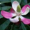 Nabízíme k prodeji semena Manglietia Insignis:
Manglietia Insignis pocházející z Číny je stálezelený strom, zvláště okrasný svými nápadnými světle až tmavě růžovými květy se silnými okvětními lístky a tmavě zelenými lesklými kopinatými neopadavými listy dlouhými cca 10 – 20 cm. Manglietia Insignis vykvétá v květnu až červnu. Květy se objevují postupně po několik týdnů. Než se červeno - zelené  pupeny květů otevřou, jsou vzpřímené jako svíčky. Působí na stromě velice krásným a dekorativním dojmem. Někdy se z květů vytváří 5 – 10 cm velké fialové plody.
Manglietia Insignis je vhodná k pěstování v zimních zahradách, sklenících a interiérech s případným letněním venku na zahradě. Zimní teploty by neměly být nižší než 5 °C. Sada obsahuje 5 semen za 20,- Kč.
Semena – neoseeds
