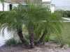 Datlovník - Phoenix roebelenii je krásná, teplomilná palma, nenáročná na pěstování, pocházející z Laosu, která je díky svému malému vzrůstu zvlášť vhodná jako interiérová rostlina. Kmen u mladých rostlin je pokryt vlákny, postupně se stává hladkým. Korunu tvoří až 2 m velké, tmavě zelené listy skládající se z úzkých, zpeřených lístků. Zbytky listových pochev se mění v trny. Palma díky své nenáročnosti i dekorativnosti působí elegantně v pokojích, chodbách i v reprezentativních prostorech.
 
Balení obsahuje sazenici první list velikost cca 10 cm za 15 Kč.
Semena – neoseeds
