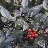Chilli Black Pearl (Capsicum Annuum) původně pocházející z Ameriky  je jednou z nejkrásnějších druhů chilli kvetoucí fialovými květy na tmavě zelených, později fialových až černých výhoncích. Z květů se pak vyvíjejí neméně okrasné kulovité  lusky střední pálivosti, která se pohybuje okolo 20 000 - 30 000 SHU.
Jsou ideální pro přípravu omáček, polévek, gulášů a jiných pikantních pokrmů. Lze je používat v syrovém stavu, sušené, nebo nakládané.
Balení obsahuje sazenice 1 ks za 35 Kč.
Semena – neoseeds
