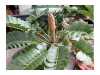 Nabízíme k prodeji naklíčená semena Cycas Zamia Furfuracea:
Cykas Zamia Furfuracea neboli „keják otrubnatý“ je nenáročná dekorativní krásná rostlina  s velice tuhými a lesklými listy, původně pocházející z jihovýchodu mexického státu Veracruz. Rostlina má krátký, někdy i podzemní kmen, z jehož středu vyrůstají 50 – 150 cm dlouhé listy při čemž každý je tvořen 6 – 12 páry velmi pevných drsných lístků. Cykasy se na první pohled podobají podsaditým palmám, se kterými však nemají nic společného. Jako nahosemenné mají blíže k jehličnanům. Podobně jako jehličnany vytvářejí šištice, které jsou největší v rostlinné říši. Díky atraktivnímu vzhledu a vzácnosti se cykasy staly i předmětem zájmu sběratelů.Sada obsahuje 2 naklíčená semena za 40,- Kč.
Semena – neoseeds