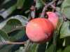 Nabízíme k prodeji sazenice Diospyros Virginiana:
Diospyros Virginiana, neboli „Tomel viržinský“ je opadavá dvoudomá ovocná dřevina se žlutooranžovými, v plné zralosti velmi chutnými  plody podobajícími se rajčatům,  pocházející ze státu na východním pobřeží USA, snášející teploty pod – 30°C,  je vhodný  celoročně k  pěstování v našich klimatických podmínkách. Listy Tomelu jsou tmavě zelené, květy drobné, nenápadné. Plody jsou vhodné k přímé konzumaci, na sušení, mražení apod. Balení obsahuje 1 sazenici o velikosti cca 20 cm za 45,- Kč.
Semena – neoseeds