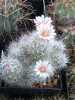 Nabízíme k prodeji semena kaktusu Escobaria Zilziana:
Escobaria zilziana pocházející z Mexika je krásný kaktus hustě pokrytý tenkými bílými trny, že se mu v anglicky mluvících zemích říká: „Mexická sněhová koule“. Trny mohou mít růžové nebo hnědé špičky. Tento kaktus má protáhlé válcovité tělo, pokryté modrozelenými hrbolky, ze kterých v trsech vyrůstají přibližně 1,5 cm dlouhé trny. Kvete nádhernými 2,5 - 3 cm širokými květy v různých barvách od bílé, až po světle růžovou. Escobaria zilziana může odnožovat. Sada obsahuje 10 semen za 20,- Kč.
Semena - neoseeds