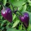 Nabízíme k prodeji sazenice chilli Mr. Purple:
Chilli Mr Purple Hot Peppers (Capsicum annuum) je výnosná odrůda středně pálivých paprik pocházející pravděpodobně z Mexika. Nádherná barva plodů s vynikající chutí obzvláštní každý salát i omáčku. Rostlina má zelené stonky, světle zelené listy s fialovými pruhy a bílo-fialové květy – působí velmi dekorativně. Balení obsahuje 1 sazenici za 35,- Kč.
Semena – neoseeds