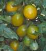 Nabízíme k prodeji semena rajčat Green grape:
Rajče Green Grape (Solanum lycopersicum) je tyčková (indeterminantní) odrůda cherry rajčátek, vyznačující se netradičním žlutozeleným zbarvením plodů a sladkou chutí. Rajčata jsou vhodná k přímé konzumaci a zvláště pak do čerstvých zeleninových salátů a na přízdobu pokrmů. Jejich výhodou je, že se  nemusí krájet. Sada obsahuje 10 semen za 15,- Kč
semena - neoseeds

