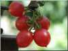 Nabízíme k prodeji semena rajčat  Grappoli D´Inverno:
Rajče Grappoli D´Inverno je keříčková (determinantní) raná odrůda cherry rajčátek pocházející z Itálie, vyznačující se netradičními, vzhledově atraktivními a chutnými, velmi sladkými plody. Rajčata jsou vhodná jak k přímé konzumaci, tak i do salátů, na sušení, na tepelné zpracování, zvláště do omáček. Vzhledem k tomu, že je možné je čerstvá jíst i o Vánocích jsou často přezdívána „zimní hrozen“. (Tato možnost je, pokud rostlinu před prvními mrazíky vytáhnete ze země a zavěsíte i s plody do chladu a temna). Sada obsahuje 20 semen za 14,- Kč
Semena – neoseeds
