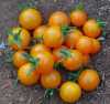 Nabízíme k prodeji semena rajčat Minigold:
Rajče Minigold je raná keříčková (determinantní) odrůda třešňového typu vytvářející velmi bohaté hrozny drobných plodů lahodné chuti, které jsou ideální do salátů, na přízdobu pokrmů, na studené mísy, ale i k přímé konzumaci. Rajče Minigold je vhodné i k pěstování v nádobách.Sada obsahuje 20 semena za 14,- Kč
Semena – neoseeds


