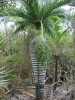 Nabízíme k prodeji semena palmy Pseudophoenix Ekhmanii:
Pseudophoenix ekhmanii  pocházející z Karibiku z Dominikánské republiky je krásná a výrazná velice pomalu rostoucí palma. Tuto palmu charakterizuje světlešedý kmen s černými vroubky po opadaných listech, který má netradiční tvar - rozšiřuje se zdola nahoru a pod korunou může mít průměr až 2x širší než u země a tak připomíná tvar láhve. Listy jsou tmavě zelené, zpeřené, krátké (dosahují délky něco přes metr) a na spodní straně mají hnědé šupiny. V našich podmínkách se jedná o interiérovou palmu. Sada obsahuje 2 semena za  25,- Kč.
Semena – neoseeds
