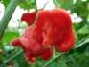 Nabízíme k  prodeji semena chilli paprik Rosenchilli:
Chilli paprička „Rosenchilli“ (Capsicum chinense) je vysoce výnosná odrůda, vyznačující se aromatickými masitými sladkými plody velice netradičního vzhledu zdánlivě  připomínajícího květ růže s mírnou pálivostí 1.000 – 1.500 SHU. Na pohled velice dekorativní papričky mají své využití v kuchyni jako koření na dochucování pokrmů, ale jsou vhodné i na nakládání a ke sterilizaci.  
 Sada obsahuje 10 semen za20,- Kč.
Semena – neoseeds
