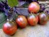 Nabízíme k prodeji semena rajčat Vernissage Black:
Rajče Vernissage Black Tomato (Solanum lycopersicum) – tyčková ( indeterminantní) hojně plodící  odrůda cherry  rajčat pocházející z Ukrajiny,  charakteristická netradičně zbarvenými plody osvěžující jemné chuti s lehkým kouřovým aroma černých rajčat, předurčenými svým vzhledem zvláště k přízdobě pokrmů, ale i k přímé konzumaci, do sálátů , na přípravu omáček a tepelnému zpracování. Sada obsahuje 10 semen za 14,- Kč.
Semena - neoseeds
