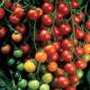 Nabízíme k prodeji semena rajčat Sweetie:
Rajče Sweetie -Zlatíčko -je tyčková ( indeterminantní) velmi výnosná odrůda cherry rajčátka, vyznačující se menšími, zvláště sladkými plody, které jsou pro svoji chuť velice oblíbené a budou chutnat především dětem. Jsou výtečné jak k přímé konzumaci, tak i do čerstvých zeleninových salátů, na přízdobu pokrmů i ke konzervaci. Rajče Sweetie je možné pěstovat jak ve volné půdě, tak i na terasách či balkonech v nádobách.  Sada obsahuje 10 semen za 14,- Kč.