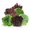 Salát směs barev (Lactuca sativa) je ideální pro zahrádkáře, kteří mají možnost seznámit se s více druhy a vybrat si tak svého favorita. Balení obsahuje vybrané barevné odrůdy listového salátu s různou kadeřavostí (minimálně 5 druhů). Salát je svěží křehká zelenina bohatá na vitamíny A, B, C a D a stopové prvky (draslík, vápník, železo). Je vhodný jako samostatná příloha k pokrmům, nebo k přípravě čerstvých zeleninových salátů.
 Balení obsahuje 100 semen za 12  kč .
Semena – neoseeds
