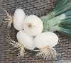
Nabízíme k prodeji semena cibule Aprilatica San Michele:
Cibule aprilatica San Michele (Allium cepa) je italská raná odrůda s velmi atraktivními bílými středně velkými cibulemi příjemně mírně sladké chuti zploštělého tvaru. Tuto odrůdu můžeme konzumovat už v květnu. Cibule jsou určeny především k přímé spotřebě, do salátu, ale můžeme je i grilovat nebo smažit. Sada obsahuje 500 semen za 15,- Kč.
Semena – neoseeds
