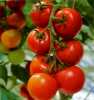 Nabízíme k prodeji semena rajčat Tastier F1:
Rajče Tastier F1 hybrid je tyčková (indeterminantní) koktejlová, polopozdní odrůda. Je určená jak pro teplé, tak i studené rychlení. Plody se vyznačují velkou odolností  proti praskání a jemnou aromatickou chutí. Jsou vhodné jak k přímé konzumaci, tak zvláště do salátů a na studené mísy. Doba zrání je 75 – 80 dní. K přednostem této odrůdy patří rezistentnost rostliny vůči virovým onemocněním. Sada obsahuje 10 semen za 14,- Kč.
Semena – neoseeds
