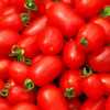 Rajče Chicco III o Ventura (Solanum lycopersicum) je raná, produktivní, keříčková (determinantní) odrůda vytvářející velké množství jasně červených, velmi chutných rajčat válcovitého tvaru s pevnou dužinou. Rajčata se hodí k přímé spotřebě i pro teplou kuchyni a konzervaci. Jejich výhodou je, že se dají snadno loupat.Rajčata obsahují velké množství vitamínů, hlavně: A, B1, B2, C. Rajče Chicco III o Ventura můžeme pěstovat i v nádobách.
 Balení obsahuje 50  semen za 14 kč .
Semena - neoseeds
 V naší nabídce rajčat  najdete  rajčata -  truhlíková , (zakrslá ,vzpřímená , převislá  )  ,keříčkové i tyčkové odrůdy ,v rozmanitých barvách i tvarech - bílá, červená, žlutá , černá , purpurová,zelená , ,hnědá , oranžová, vícebarevná,steaková , švestková,hybridní, rybízová,koktejlová , cherry. ..... ,celkem cca 130 druhů   .
