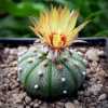 Astrophytum asterias je velmi neobvyklý a ojedinělý kaktus vyskytuje se v Mexiku a v Texasu v nadmořské výšce max. 500m.nm, většinou pod 200m.nm. Má ploché nebo kulovité tělo tmavě zelené barvy se 7-10 plochými žebry. Nenese trny, ale chomáčky připomínající vatu v sloupcích pod sebou, rovnoběžně s žebry. Květy jsou žluté s oranžovým nebo červeným středem.
Balení obsahuje 10 semen za 15 kč.
Semena – neoseeds
