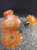 Acanthocalycium munitum je krásná morfologická forma rozšířeného a proměnlivého Argentinského kaktusu Acanthocalycium thionanthum. Varianta munitum se vyznačuje nádhernými, nejčastěji tmavě oranžovými květy. Liší se od var. Variiflora delšími, tvrdšími a zakřivenými trny. Tento kaktus je obvykle solitérní, zřídka se dvěma nebo více těly, kulatého tvaru, světle až tmavě šedozelené barvy epidermis. Přibližně 14 žeber nese trny v počtu okolo 9 na jedné areole. Trny jsou u báze širší, zakřivené, propletené, s tmavším hrotem.
Balení obsahuje 10 semen za 15 kč.
Semena – neoseeds
