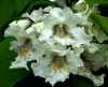 Nabízíme k prodeji semena Catalpa speciosa:
Catalpa Speciosa“ (Katalpa nádherná) je středně velký, listem a květem okrasný rychle rostoucí opadavý strom pocházející z USA, vyznačující se kuželovitou korunou tvořenou křehkými větvemi,velkými  vstřícnými sytě zelenými srdčitými listy a nepřehlédnutelným bohatým květenstvím vonných bílých květů. Plodem jsou přibližně 20 cm dlouhé lusky, které často zůstávají na stromě i v zimě a působí velice dekorativním dojmem. Catalpa Speciosa je velmi přizpůsobivý okrasný strom snášející i znečištěné ovzduší  pěstovaný jako solitéra. Sada obsahuje 15 dvojitých semen za 20,- Kč.
Semena – neoseeds