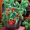Trpasličí rajče Red Robin  okrasná rostlina malého vzrůstu, se skvěle hodí na terasy, do závěsných košů, do nádob i na pěstování v závěsných nádobách nebo v samozavlažovacích truhlících. Dá se pěstovat v místnosti, protože se dobře vyrovnává s nižším světlem. Někteří nadšenci dokonce tvrdí, že je možné je pěstovat v domě po celý rok. Také Vás překvapí vysokou výnosností a svou lahodnou, sladkou chutí. Perfektní samotná i do salátů.
   Balení obsahuje 10 semen za 18  kč.
Semena - neoseeds 
