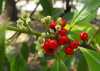 Cesmína paraguayská (Ilex paraguariensis) pocházejíí z Jižní Ameriky je známý stálezelený strom, z jehož listů se připravuje Maté. Střídavé, tuhé, lesklé listy mají vejčitý tvar s vroubkovaným okrajem. Podél listů vyrůstají svazečky bílých květů. Plodem jsou kulovité, červené peckovice o průměru asi 0,5 cm. Listy Cesmíny paraguayské obsahují až dvě procenta kofeinu, třísloviny, teofylin, silice, vitamíny A, B a C a další látky. Odvar z listů má posilující účinky na nervový systém, odstraňuje únavu, užívá se pro posílení imunity, má antioxidační účinky, podporuje trávení a má diuretické účinky. V našich podmínkách ji pěstujeme jako pokojovou nebo přenosnou rostlinu.
 Balení obsahuje 5  semen za 20 kč .
Semena - neoseeds
