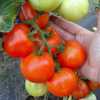 Rajče Pálava F1 je tyčková, poloraná odrůda LSL rajčat vyšlechtěná v České republice, hodící se pro pěstování ve sklenících a foliovnících, v teplejších oblastech i pro venkovní pěstování. Rostlina má zelené listy se žlutými kvítky. Plody jsou větší, v plné zralosti červené, kulovité, pevné a hladké, bez žebrování a rostou na vijanu po 6 – 8 kusech. Rajče je chutné, hodící se do salátů, sendvičů, ale i k tepelnému zpracování. Přidanou hodnotou je vysoká skladovatelnost, odolnost proti praskání i proti chorobám.
Balení obsahuje 20 semen za 25 kč
Semena – neoseeds
