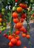 Nabízíme k prodeji semena rajčat Orkádo:
Rajče Orkado F1 je tyčková, poloraná odrůda rajčat vyšlechtěná v České republice, hodící se pro pěstování ve sklenících a foliovnících i pro venkovní pěstování. Rostlina má zelené listy se žlutými kvítky. Plody jsou v době zralosti jasně červené, kulovité, pevné a hladké. Rajče je aromatické, sladké, hodící se do salátů, sendvičů, ale i k tepelnému zpracování. Odolné proti praskání. Sada obsahuje 20 semen za 20,- Kč.
Semena – neoseeds