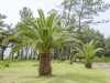 Nabízíme k prodeji sazenice palmy Phoenix Canariensis:

Phoenix canariensis (Datlovník kanárský) pocházejícíz Kanárských ostrovů je velice oblíbená, nenáročná, krásná, teplomilná palma vhodná do interiérů a zimních zahrad. Má velké zpeřené tmavě zelené listy uspořádané na vrcholu nevětveného kmene s pozůstatky řapíků.Sazenice 1-2 první listy je za 20,- Kč.
Semena – neoseeds