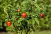 Nabízíme k prodeji semena chilli paprik Aji charapita red:
Chilli Aji Charapita Red (Capsicum chinense) pochází z oblasti Peruanské džungle a roste po celé Amazonii. Jde o divoce rostoucí keř s zelenobílými kvítky a menšími, světle zelenými, rýhovanými listy. Rostlina je obvykle obsypána drobnými, avšak poměrně pálivými plody, které mají v plné zralosti červenou barvu a kulatý tvar připomínající hrášek. Plody mají výraznou, ovocně citrusovou vůni i chuť a nejčastěji se používají k zavařování, ale i k sušení, mleté na výrobu koření i do teplých omáček, které obzvláštní svým unikátním, tropickým aroma. Sada obsahuje 10 semen za 29,- Kč.
Semena – neoseeds