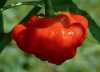 Chilli Mushroom red (Capsicum chinense) je původem z oblasti karibiku. Rostlina je robustnějšího charakteru, s dobrou plodností až 4kg papriček. Má zelené stonky i listy a kvete bíle a v našich podmínkách nejlepších výsledků dosáhete při pěstování ve skleníku nebo fóliovníku. Samotný visící plod diskovitého tvaru připomínající houbu, dozrává ze zelené do sytě červené barvy a pálivost je až 50 000 SHU. Je  vynikající ovocné a kořeněné chuti, výborný do všech pikantních pokrmů, jsou vhodné pro sušení, uzení, výrobu omáček, salsy a také pro plnění. Doba zrání je přibližně 95 dní.
Balení obsahuje 10 semen za 25 kč .
Semena – neoseeds
