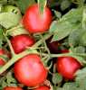 Nabízíme k prodeji semena rajčat Proton:
Rajče Proton je keříčková (determinantní), středně raná, výnosná odrůda vyšlechtěná v České republice. Plod je velmi pevný, středně veliký (asi 80g), oválně kulovitého tvaru, v plné zralosti červený. Hodí se pro přímou spotřebu do salátů, jako přízdoba pokrmů, do teplých jídel i ke konzervaci. Rajče je možné krátkodobě dobře skladovat. Při dobré péči odmění pěstitele stálými a výsokými výnosy.Sada obsahuje 30 semen za 8,- Kč.
Semena – neoseeds