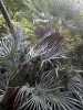 Nabízíme k prodeji sazenice Chamaerops Humilis:
Chamaerops Humilis neboli „Žumara nízká“ je mrazuvzdorná okrasná palma menšího vzrůstu, určená zvláště pro přímou výsadbu. Od mládí vytváří každoročně nové přírůstky (nové kmínky) a působí tak bohatým keřovitým dojmem. Listy jsou nádherně vějířovité, modrozelené barvy, spodní strana je bělavě plstnatá. Do výšky roste palma velice pomalu, exempláře větší než člověk jsou velice vzácné.  Při správné péči začne palma brzy kvést.  Odolává mrazům až do -17°C. Balení obsahuje sazenici  první list vel.cca 10 cm  za 35,- Kč.
Semena – neoseeds
