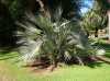 Nabízíme k prodeji naklíčená semena Nannorrhops Ritchieana:
Nannorrhops je venkovní okrasná  mrazuvzdorná palma tvořící kmen, původem z Nepálu , pyšnící se velkými kožovitými  tuhými listy s leskem namodralého nádechu a téměř okrouhlou čepelí. Řapíky dosahují délky 40 – 90 cm. Běžně tato palma roste v nadmořských výškách až 1700 m n. m., s mrazuvzdorností až do – 23°C je druhou nejmrazuvzdornější palmou. Je určena k přímé výsadbě a bude určitě atraktivní a exotickou ozdobou zahrad, ale je možné ji pěstovat i ve velkých  nádobách.Sada obsahuje 2 naklíčená semena za 30,- Kč.
Semena - neoseeds
