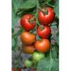 Nabízíme k prodeji semena rajčat Tipo F1:
Rajče „ Tipo F1“ hybrid je poloraná tyčková (indeterminantní) odrůda rajčat, vhodná jak pro polní pěstování, tak i pro pěstování ve skleníku, nebo foliovníku, vyznačující se menšími stejnoměrně vybarvenými nepraskavými plody výborné chuti. Rajčata jsou vhodná jak k přímé konzumaci, tak i do čerstvých zeleninových salátů, na přízdobu pokrmů a na tepelné zpracování. Sada obsahuje 20 semen za 14,- Kč.
Semena - neoseeds

