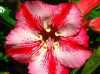 
Nabízíme k prodeji více než 45 druhů  semen Adenium :
Adenium Obesum  „pouštní růže“ je nádherná sukulentní rostlina.  Pro své bohaté květenství je nazývána pouštní růží, v přírodě rostoucí jako keře nebo stromky se ztloustlým kmenem někdy bizardních tvarů částečně ukrytým pod zemí. U nás je pěstována jako velice dekorativní exotická pokojová rostlina vhodná zvláště pro tvorbu kvetoucí sukulentní bonsaje a nenáročná na pěstování. Je teplomilná a dobře snáší suchý vzduch, proto je vhodná i do ústředně vytápěných interiérů.
Květy adénií se vyskytují ve velké paletě nádherných jasných barev.Sada obsahuje 5 semen za 35,- Kč.
Semena – neoseeds
