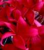 Plumeria Red fire - semena 